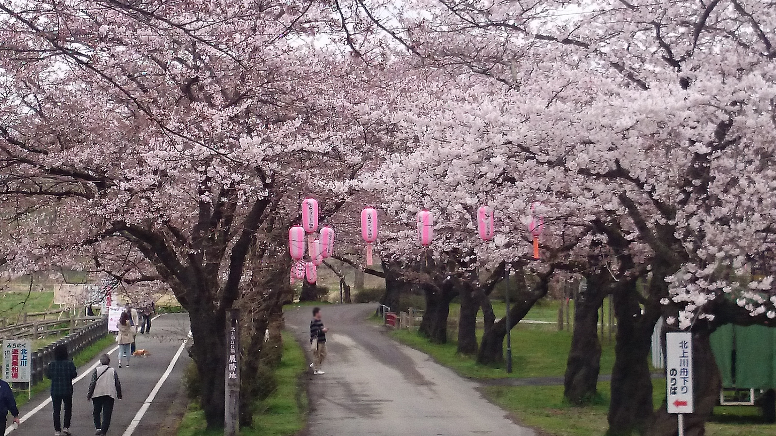 桜並木入口